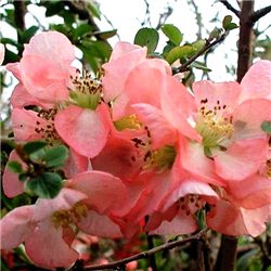 Айва чудова  Chaenomeles sup. Pink Trail 1 саджанець