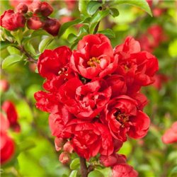 Айва японская Chaenomeles j. Red Joy 1 саженец