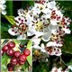 Аронія деревоподібна arbutifolia Brilliant 1 саджанець