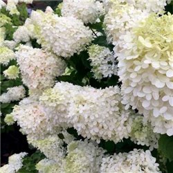 Гортензия метельчатая Grandiflora 1 саженец