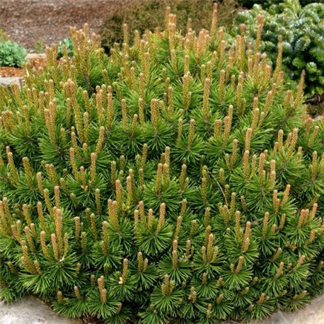 Сосна горная Pinus mugo pumilio 1 саженец