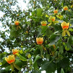 Ліріодендрон Тюльпанне дерево Liriodendron tulipifera 1 саджанець