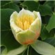 Ліріодендрон Тюльпанне дерево Liriodendron tulipifera 1 саджанець
