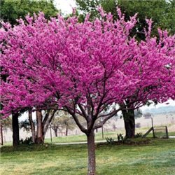 Церсис европейский Cercis siliquastrum 1 саженец