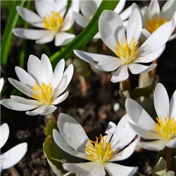 Сангвінарія canadensis 1 бульба
