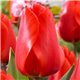 Тюльпан классический Дарвина Lalibela 2 луковицы