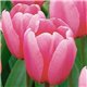 Тюльпан класичний Дарвіна Pink  Impression 2 цибулини