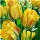 Тюльпан багатоквітковий Aquilla 2 цибулини