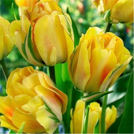 Тюльпан многоцветковый Aquilla 2 луковицы