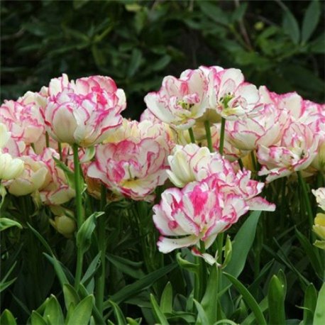 Тюльпан многоцветковый Belicia 2 луковицы
