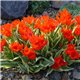 Тюльпан багатоквітковий Praestans Unicum 2 цибулини
