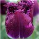 Тюльпан бахромчатый Lilac Christal 2 цибулини