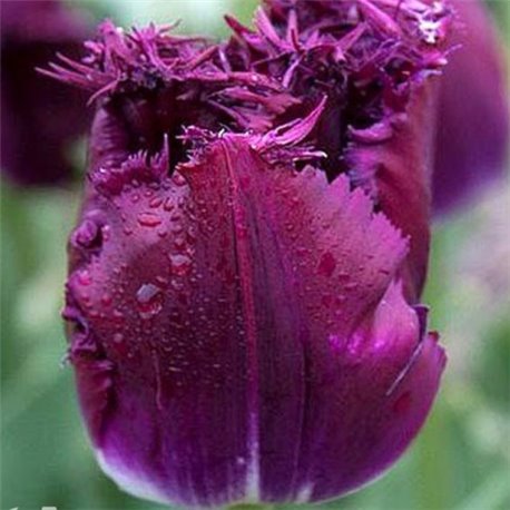 Тюльпан бахромчатый Lilac Christal 2 цибулини