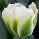 Тюльпан зеленоквітковий Spring Green 2 цибулини