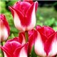 Тюльпан класичний тріумф Page Polka 2 цибулини