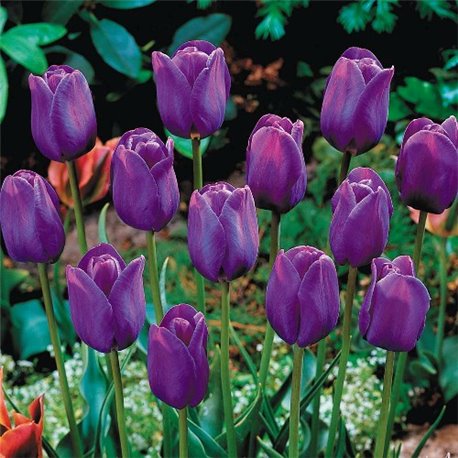 Тюльпан класичний тріумф Purple Flag 2 цибулини