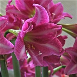 Гіпеаструм Amaryllis Estella Trumpet 1 цибулина