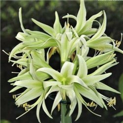 Гиппеаструм Amaryllis Evergreen Cybister 1 луковица