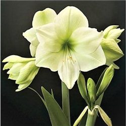 Гіпеаструм Amaryllis Luna Specials 1 цибулина