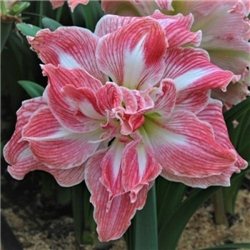 Гіпеаструм Amaryllis Pretty Nymph Double 1 цибулина