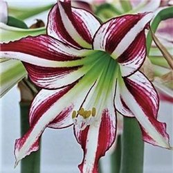 Гіпеаструм Amaryllis Santiago Trumpet 1 цибулина