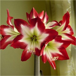 Гіпеаструм Amaryllis Tres Chic Specials 1 цибулина