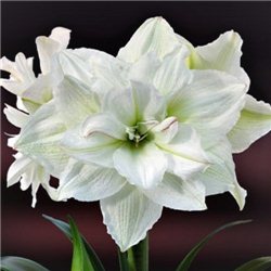 Гіпеаструм Amaryllis White Nymph Double 1 цибулина