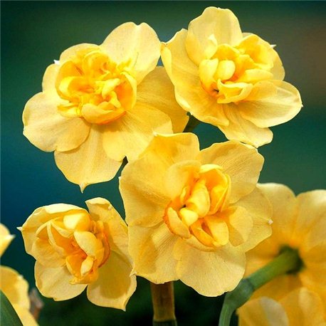 Нарцис махровий багатоквітковий Yellow Cheerfulness (дєтка 50грам)