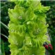 Гладиолус крупноцветковый Greenlight 5 луковиц
