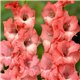 Гладіолус великоквітковий Rosalina 5 цибулин