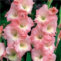 Гладиолус крупноцветковый Rose Supreme 5 луковиц