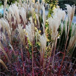 Міскантус китайський Miscanthus sinensis Dronning Ingrid