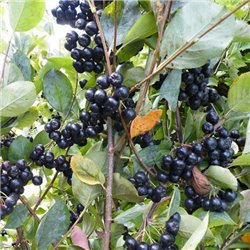 Аронія чорноплідна Вікінг Aronia prunifolia 'Viking'