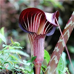 Арізема Arisaema Speciosum 1 цибулина