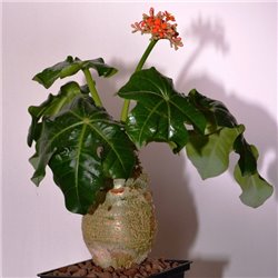 Ятрофа подагрическая Jatropha podagrica (бутылочное дерево)