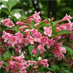 Вейгела рожева Weigela florida Pink Princess