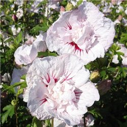 Гібіскус махровий сірійський Hibiscus syr. China Chiffon