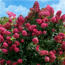 Гортензія волотиста Hydrangea pan. Diamond Rouge