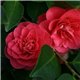 Камелія японська Camellia j. Lady Campbell