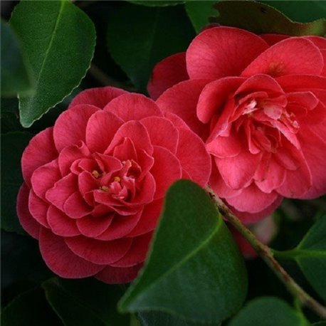 Камелия японская Camellia j. Lady Campbell