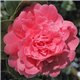 Камелія японська Camellia j. Triumphans