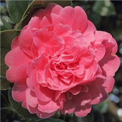 Камелия японская Camellia j. Triumphans