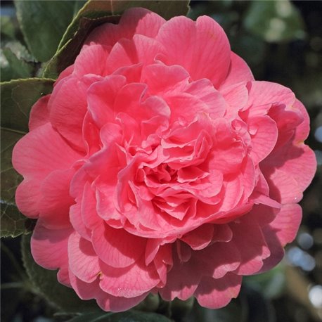 Камелія японська Camellia j. Triumphans