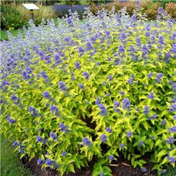 Каріоптеріс Caryopteris cland. Hint of Gold