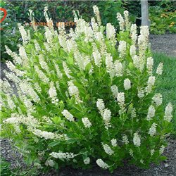 Клетра ольхолистная Clethra alnif. Hummingbird