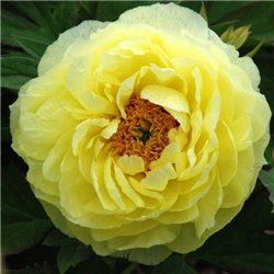 Пион древовидный Paeonia suffr. yellow