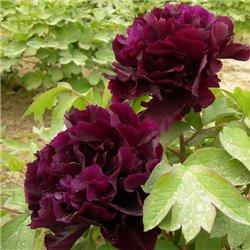 Пион древовидный Paeonia suffr. black