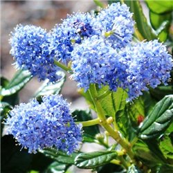 Цеанотус Ceanothus Blue Mound