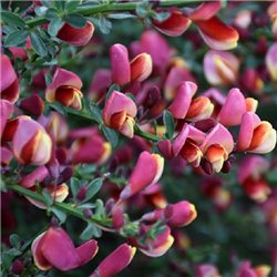 Верболіз ранній Cytisus Killiney Red