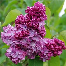 Сирень Syringa v. Paul Thirion